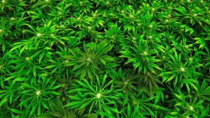 Законодавці Іллінойсу представили законодавство з легалізації лікувальної марихуани для дорослих