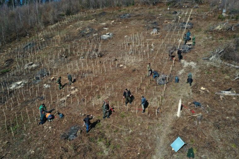 На Прикарпатті висадили 1200 дерев у формі тризуба