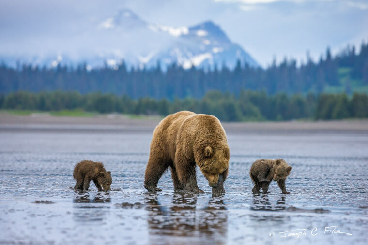 Аляска (США): повертаючись до райської краси, золотошукачів та ведмедів