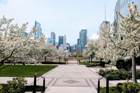 May in Chicago. The Flowers are in Bloom