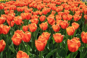 “Фестиваль Тюльпанів” – чудо мічиганських голландців