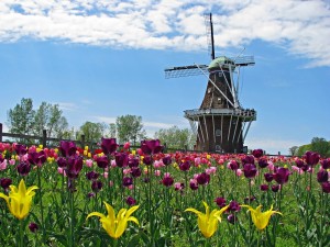“Фестиваль Тюльпанів” – чудо мічиганських голландців