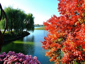 Осінь в Чиказькому ботанічному саду